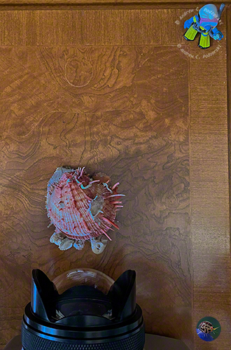 Position of subject for macro-fisheye photography