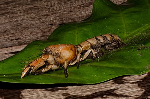 Mud lobsters build large mud towers and thus bring oxyginated water into the mangrove mud