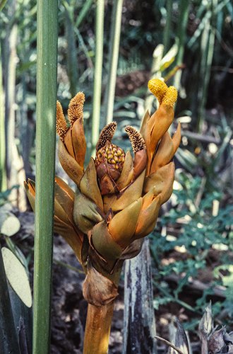 Nypa palm fronds are an important income source for local communities.