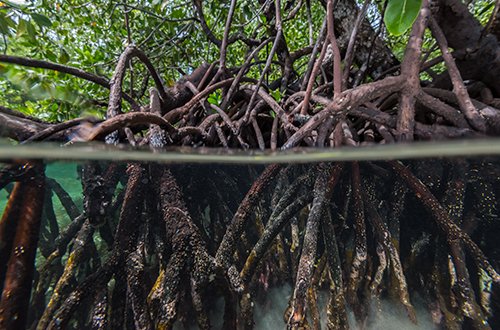 Red mangrove roots above & below water