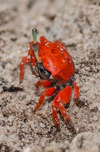 Upwards of 50 different fiddler crabs live on the mud around mangroves.