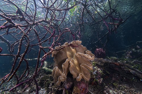 The dense 3-D structures under the mangroves are a perfect refuge for the young of many important fish.