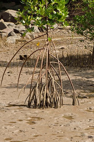 Red mangroves can establish on mud flats open to the sea.