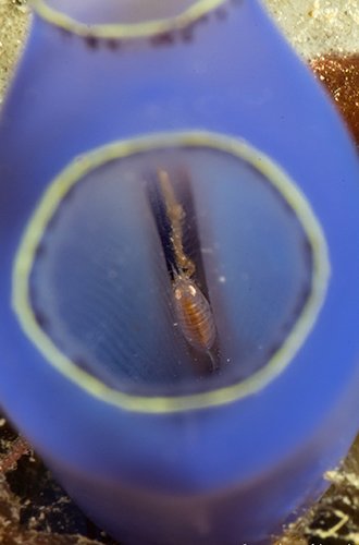 Ladybug amphipod deep down in the sea squirt Clavelina fusca
