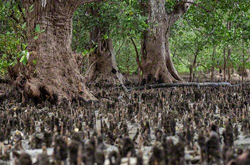 Kniewurzeln in Mangroven auf Romblon, Philippinen