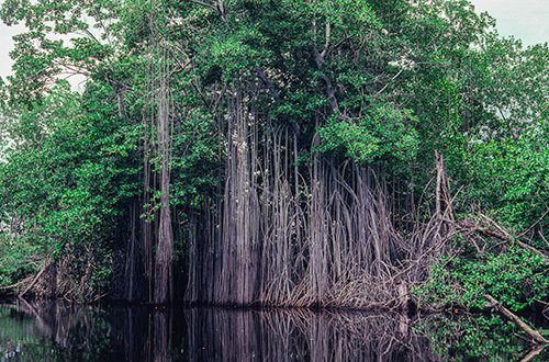 Mature red mangroves in Jamaica