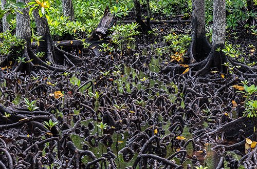 The stabilising knee roots of Brugiera mangroves also capture fallen mangrove seeds.seeds