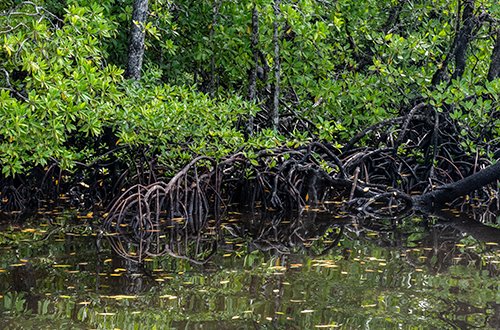 Well established red mangrove root systems reach out into the sea