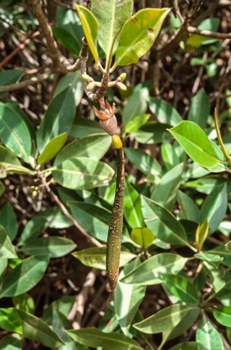 Seed geminated while still hanging on a twig of the Brugiera mangrove, North Queensland.