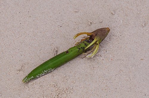 Brugiera seed left on the sand by the falling tide.