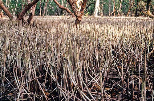 Schwarze Mangrove (Avicennia) Luftwurzeln, die ein ausgedehntes Mangrovengebiet in Trinidad stabilisieren und belüften. 