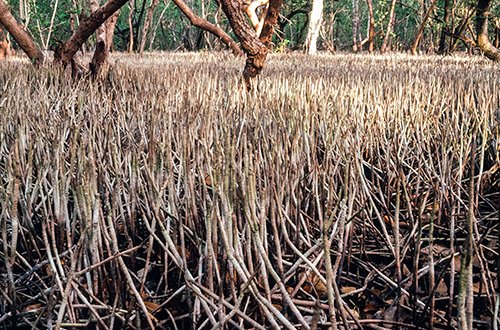 Black mangrove (Avicennia) aerial roots stabilising and aerating an extensive mangrove area in Trinidad.