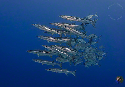  Jagdbereite Barrakudas und Stachelmakrelen