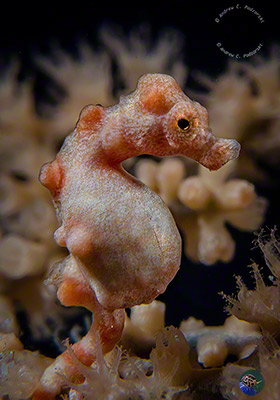 Bargibanti’s Zwergseepferd