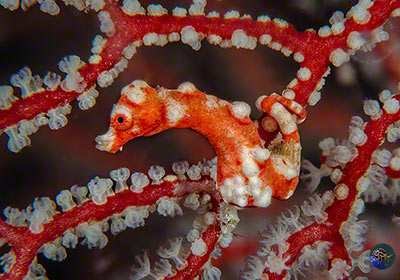 Denise Zwergseepferd