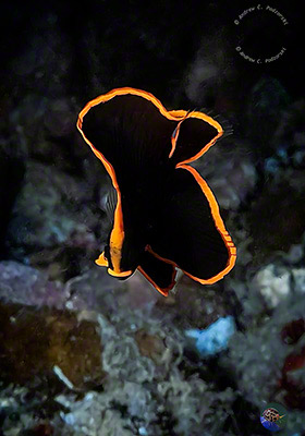 Ein junger Fledermausfisch. 