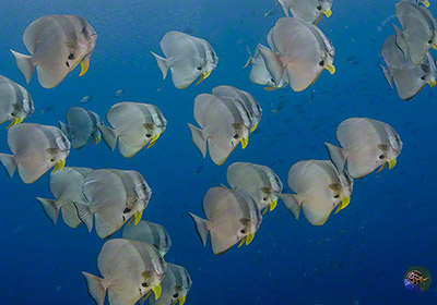 Erwachsene Fledermausfische 