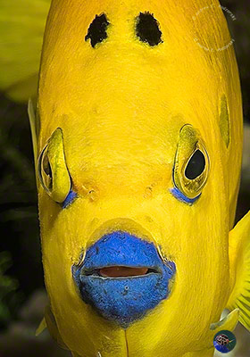 Ein neugieriger Kaiserfisch!