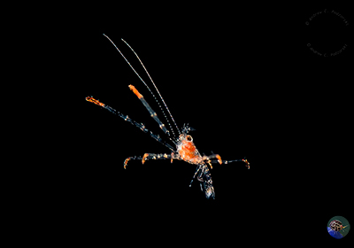 Plankton: eine Garnele