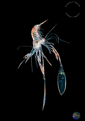 Plankton: eine junge Hummer 