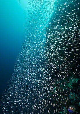 Ein Sardinenschwarm 