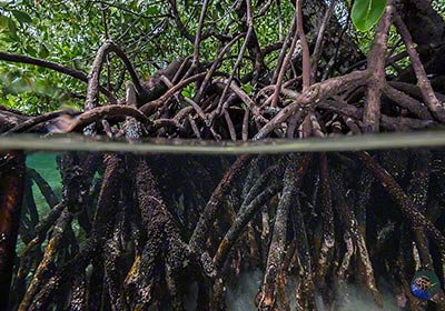 Brugiera Mangroven