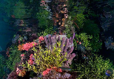 Bewachsene Mangroven Würzeln