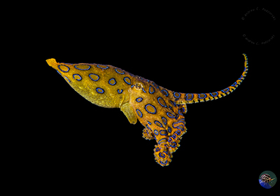 Blaugeringelte Krake 