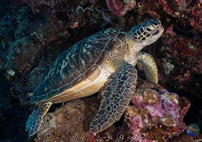 Grüne Meeresschildkröten