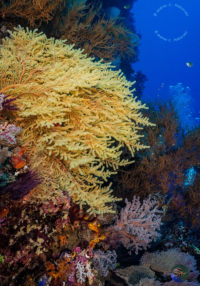 Seefächer Landschaft 