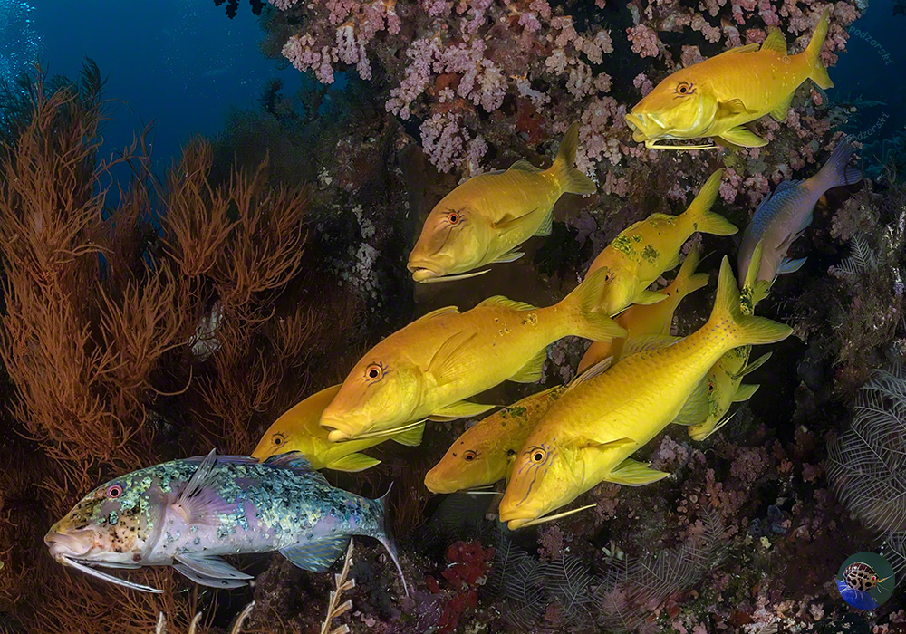 Seebarben wechseln die Farbe 