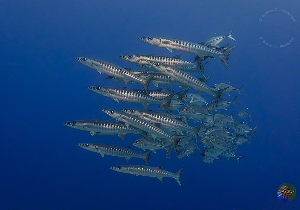  Jagdbereite Barrakudas und Stachelmakrelen