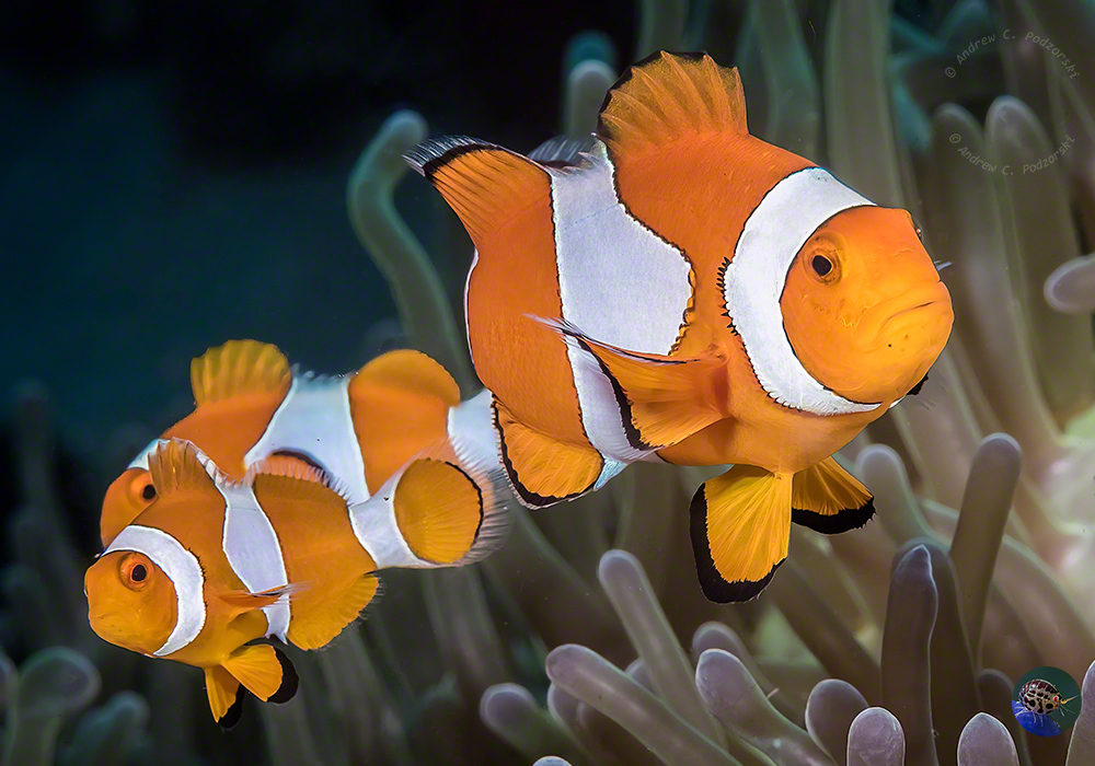 Clownfische