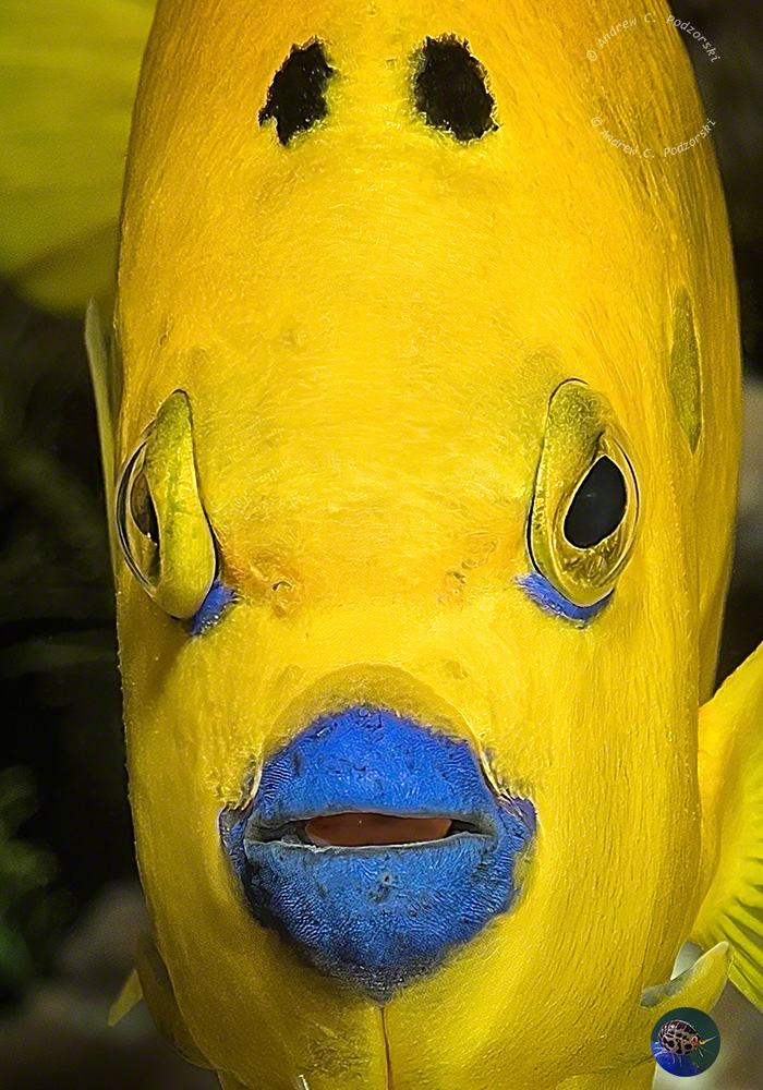 Ein neugieriger Kaiserfisch!