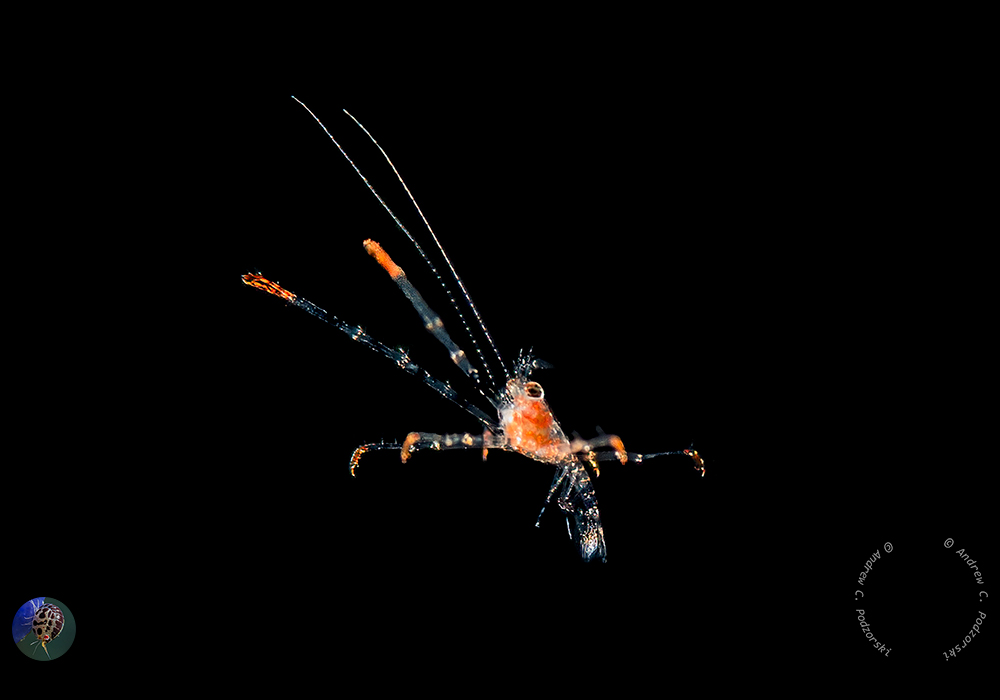 Plankton: eine Garnele