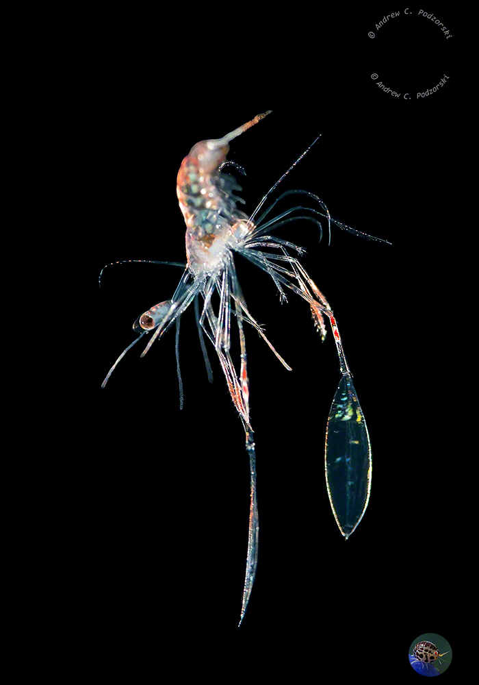 Plankton: eine junge Hummer 