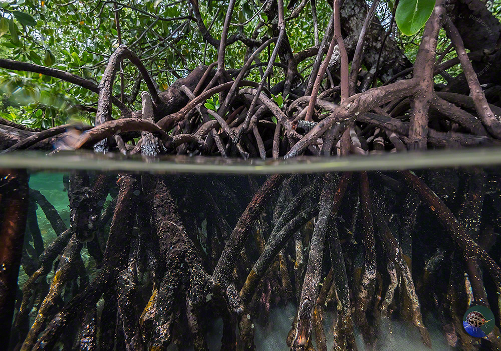 Brugiera Mangroven