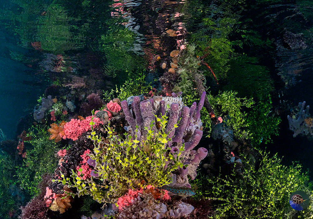 Bewachsene Mangroven Würzeln