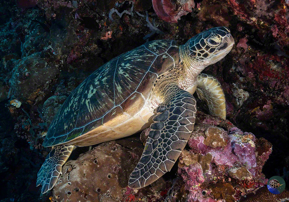 Grüne Meeresschildkröten