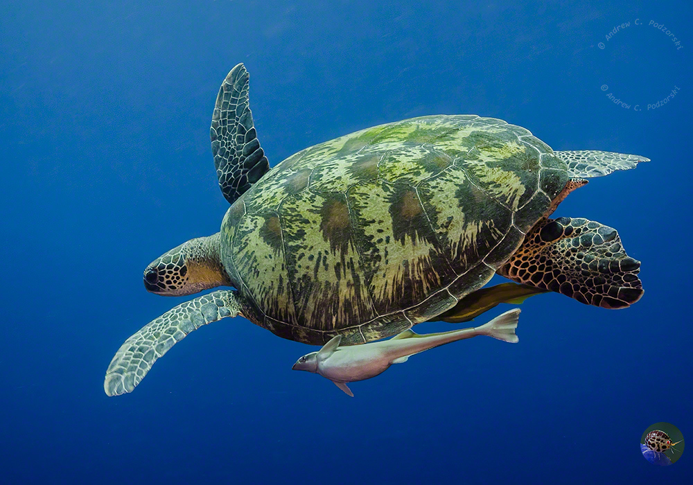 Grüne Meeresschildkröten