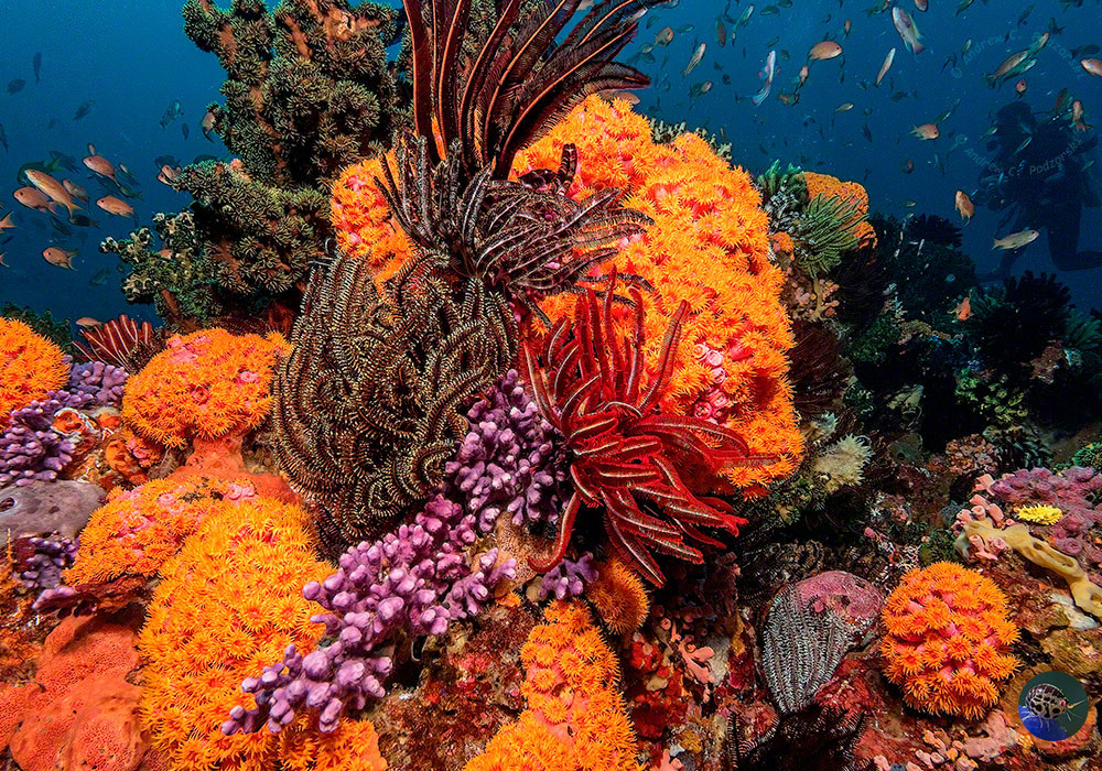 Korallen, Federsterne, Schwäme usw.