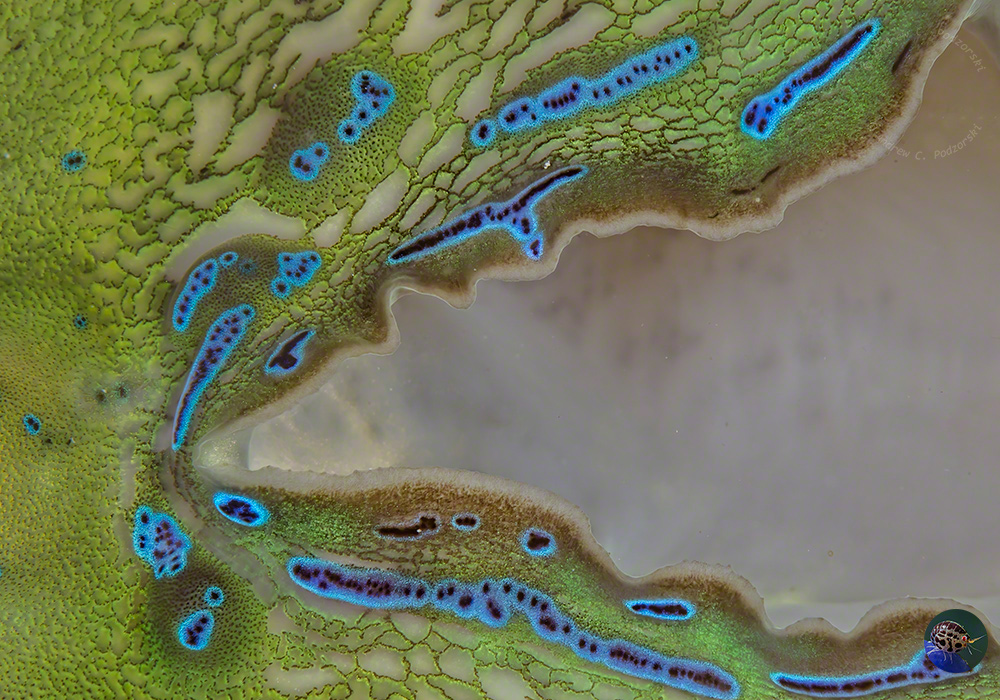 Designerhaut einer Mörder-muschel! 