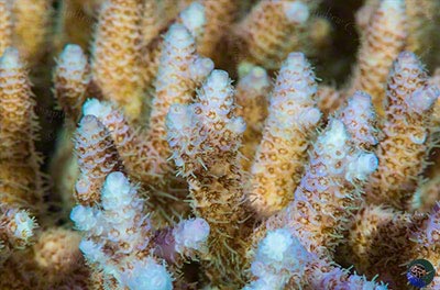 Branch detail with polyps beginning to feed