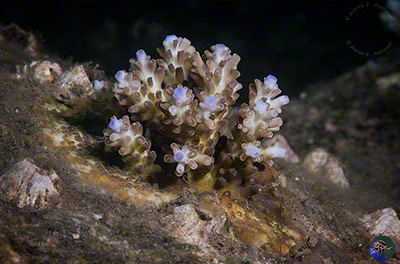 Newly established colony