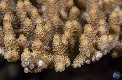 Branch ends of the plate colony. Axial coralites very distinct.