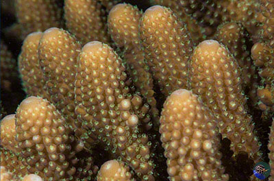 Acropora cf. humilis showing it