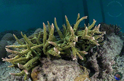 Acropora cf. aspera