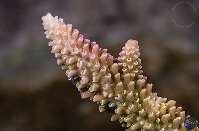 Acropora cf. aspera branch detail