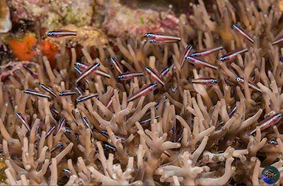 These microgobies live in close association with finely branched Acropora species