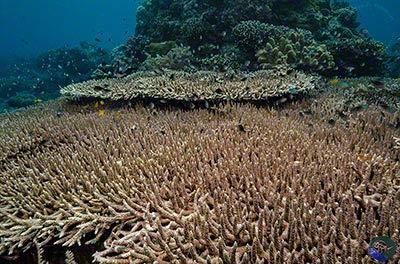 Huge Acropora plate colonies host a myriad of fish